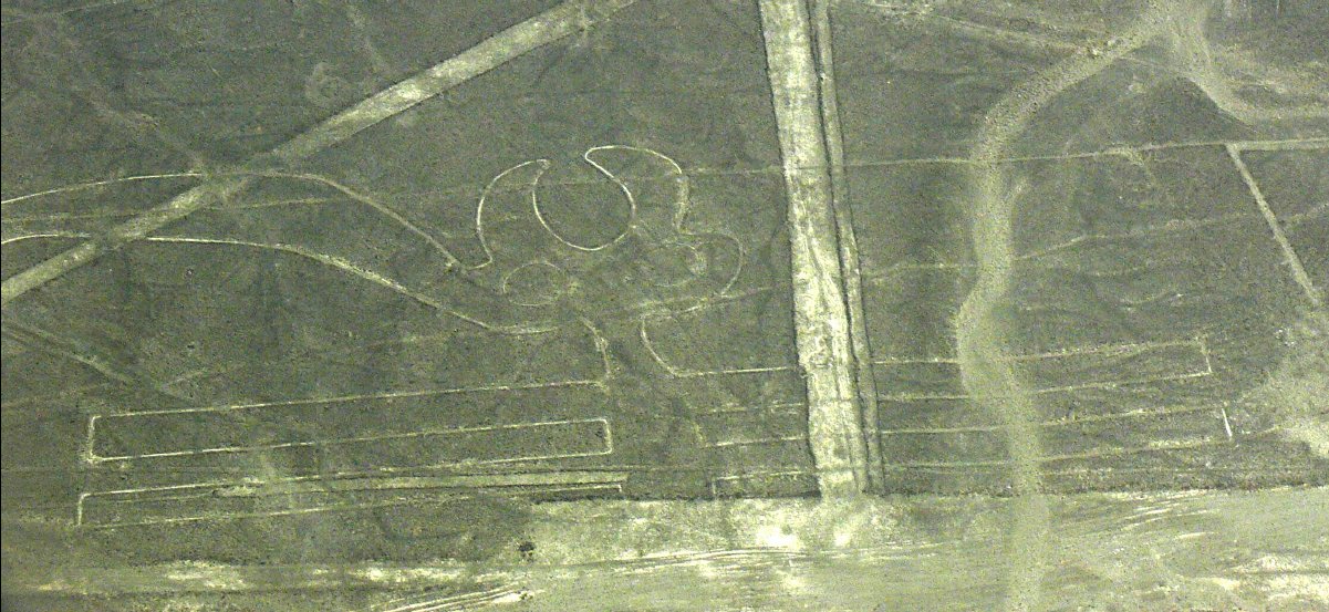 Nasca Lines31 - Parrot